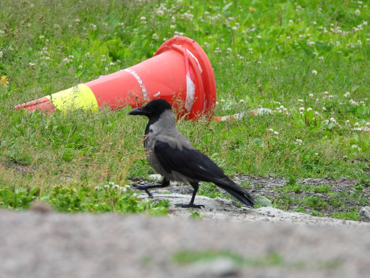 Hooded Crow - ML620737980