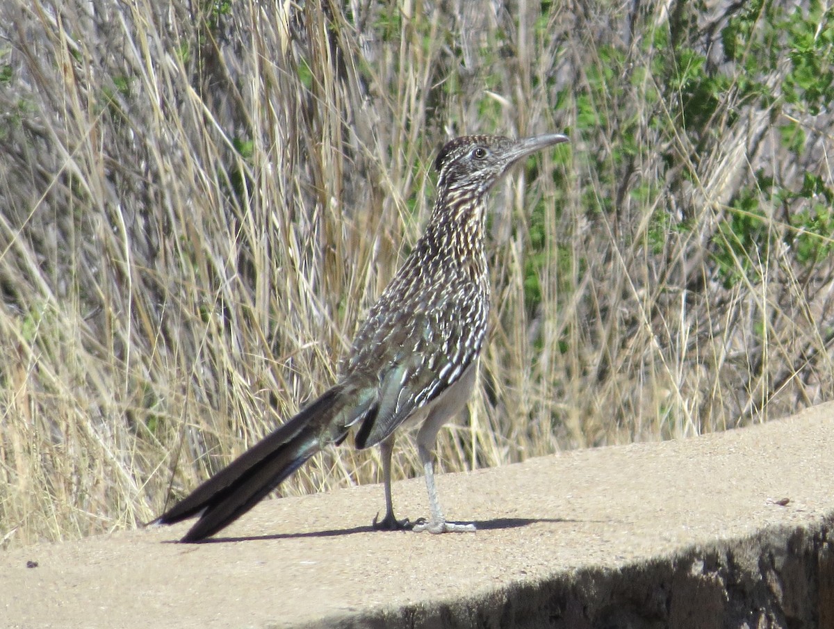 Greater Roadrunner - ML620737981