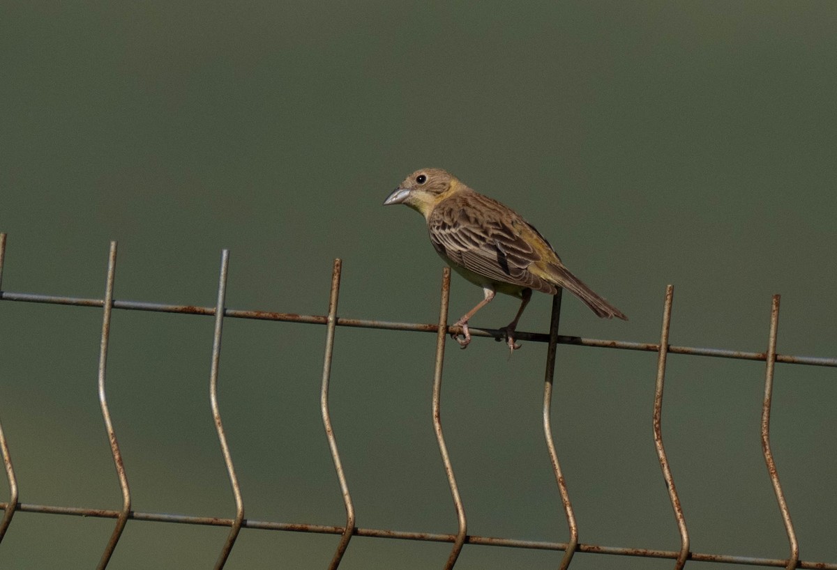 Black-headed Bunting - ML620737982