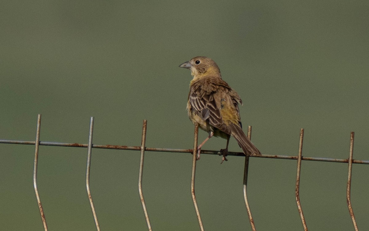 Black-headed Bunting - ML620737983