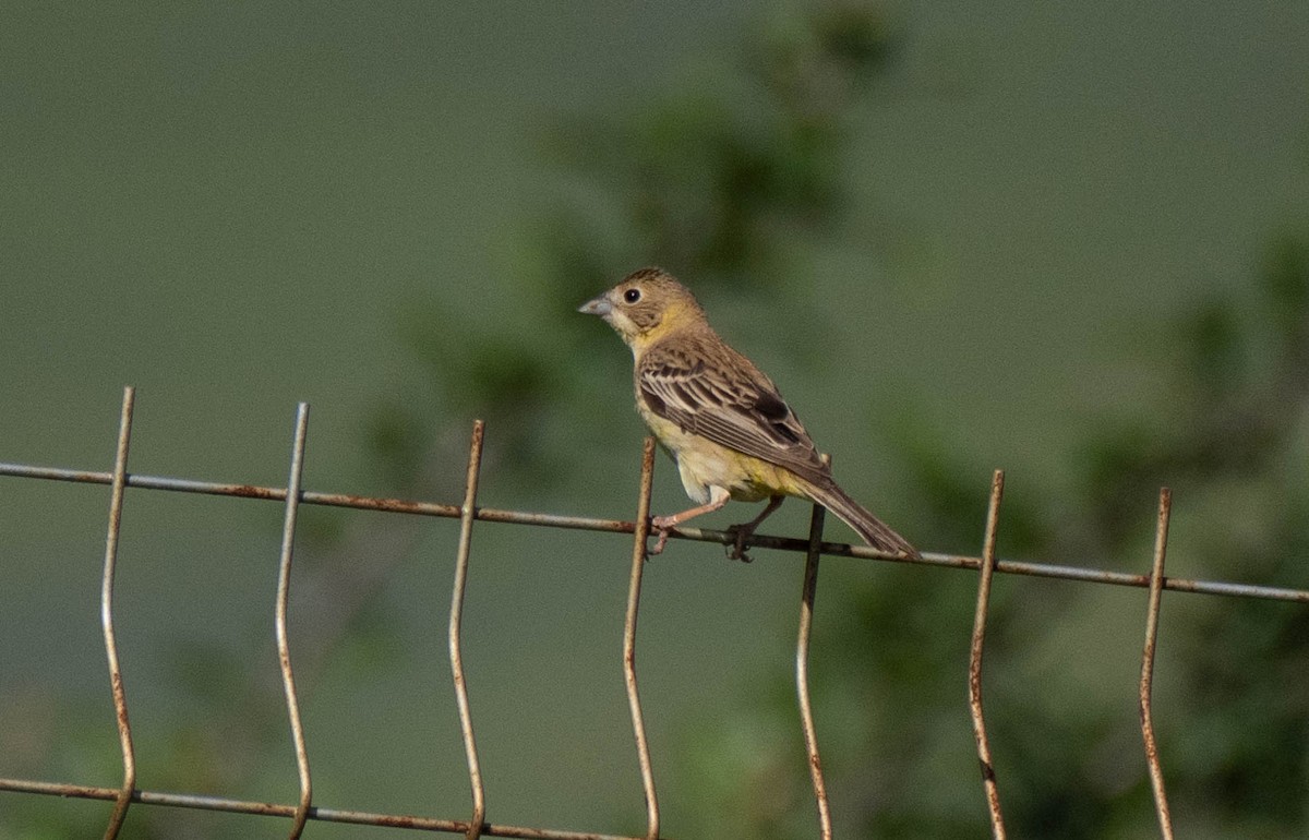 Black-headed Bunting - ML620737984