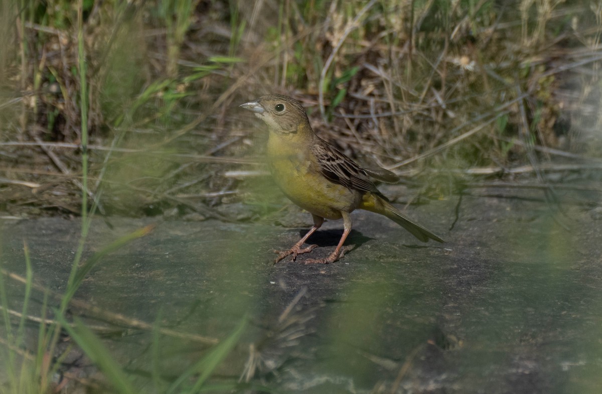 Black-headed Bunting - mariam alghafli