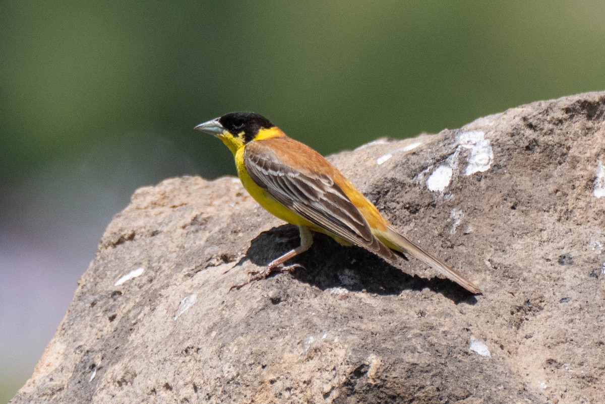 Black-headed Bunting - ML620737987