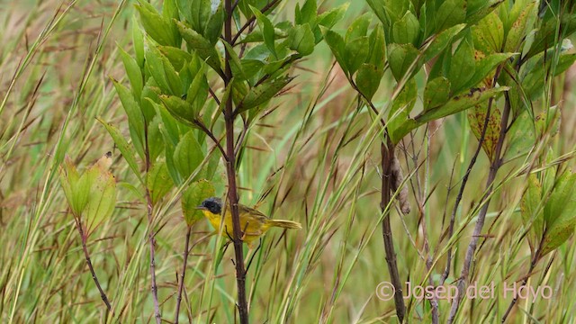 Olive-crowned Yellowthroat (Chiriqui) - ML620737991