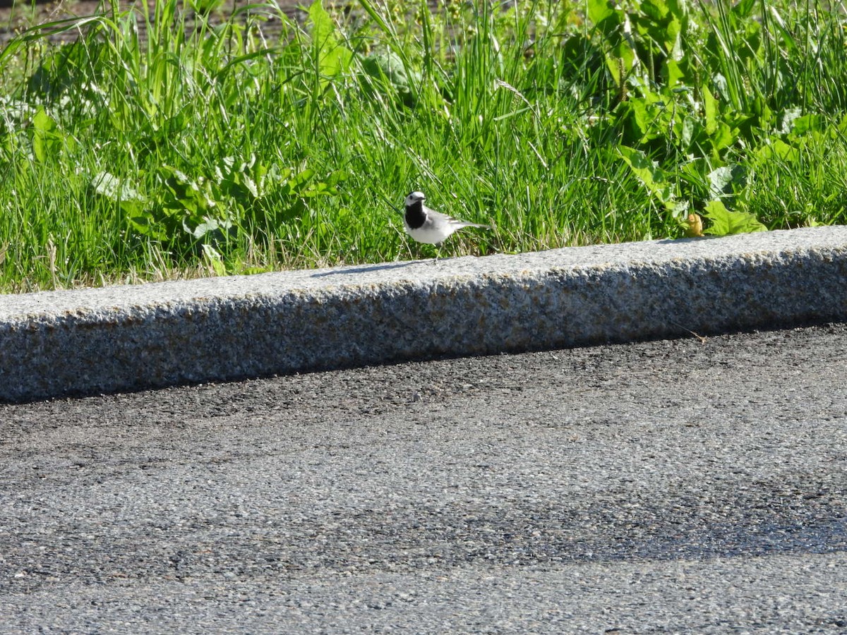 White Wagtail - ML620737994