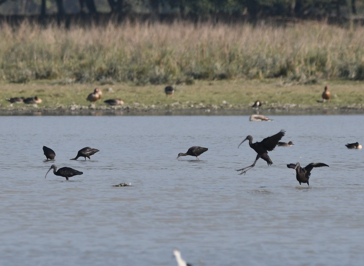 Glossy Ibis - Aishwarya Vijayakumar