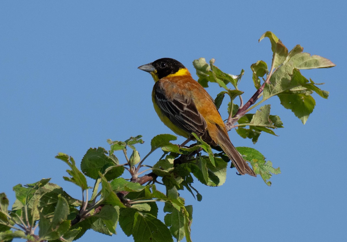 Black-headed Bunting - ML620737997