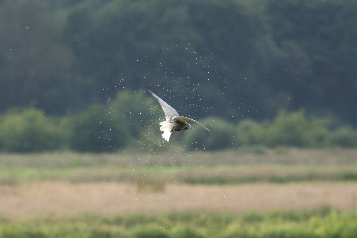 Whiskered Tern - Jonathan Reher