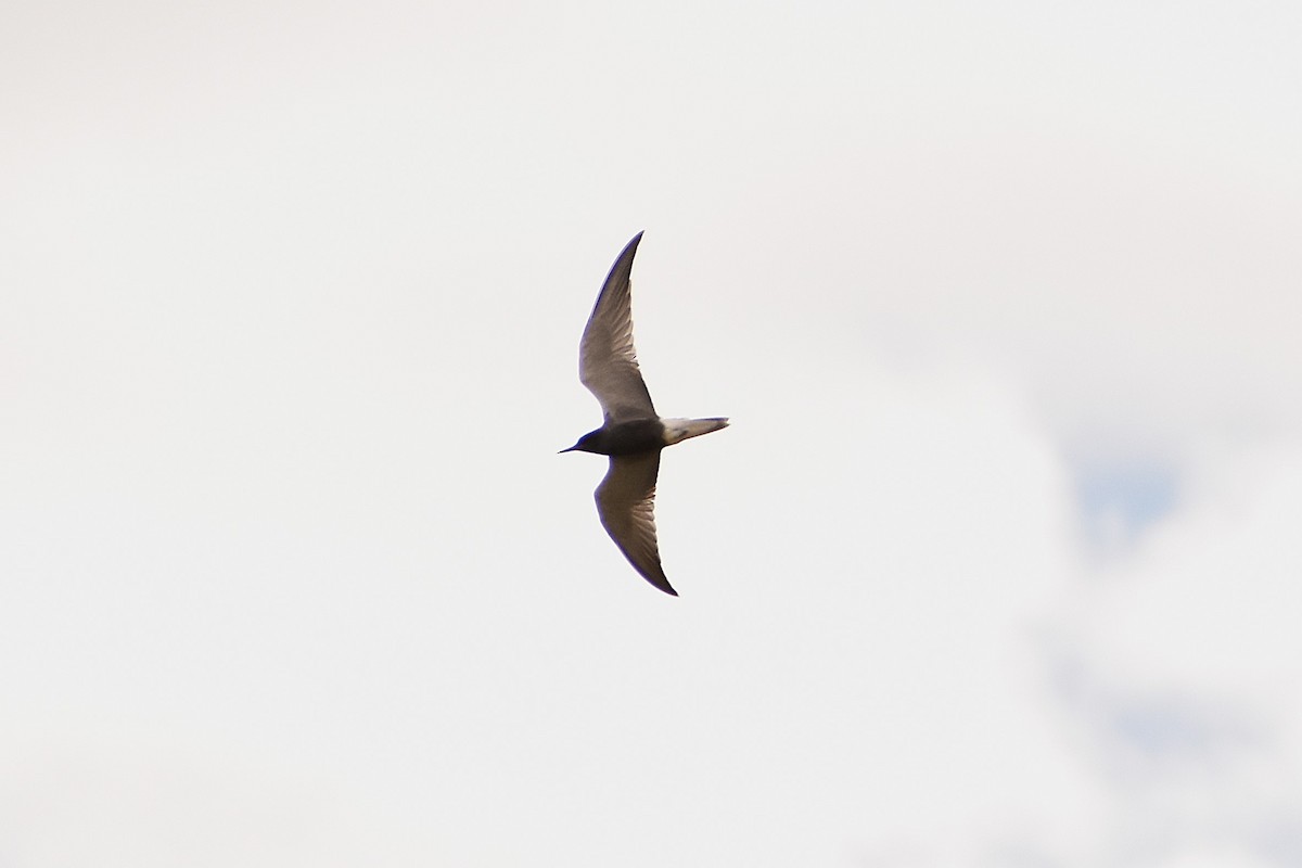 Black Tern - ML620738004