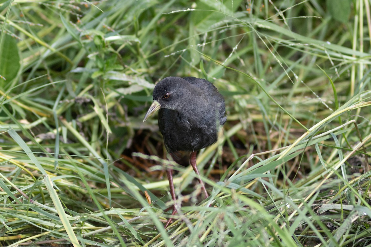 Black Crake - ML620738016