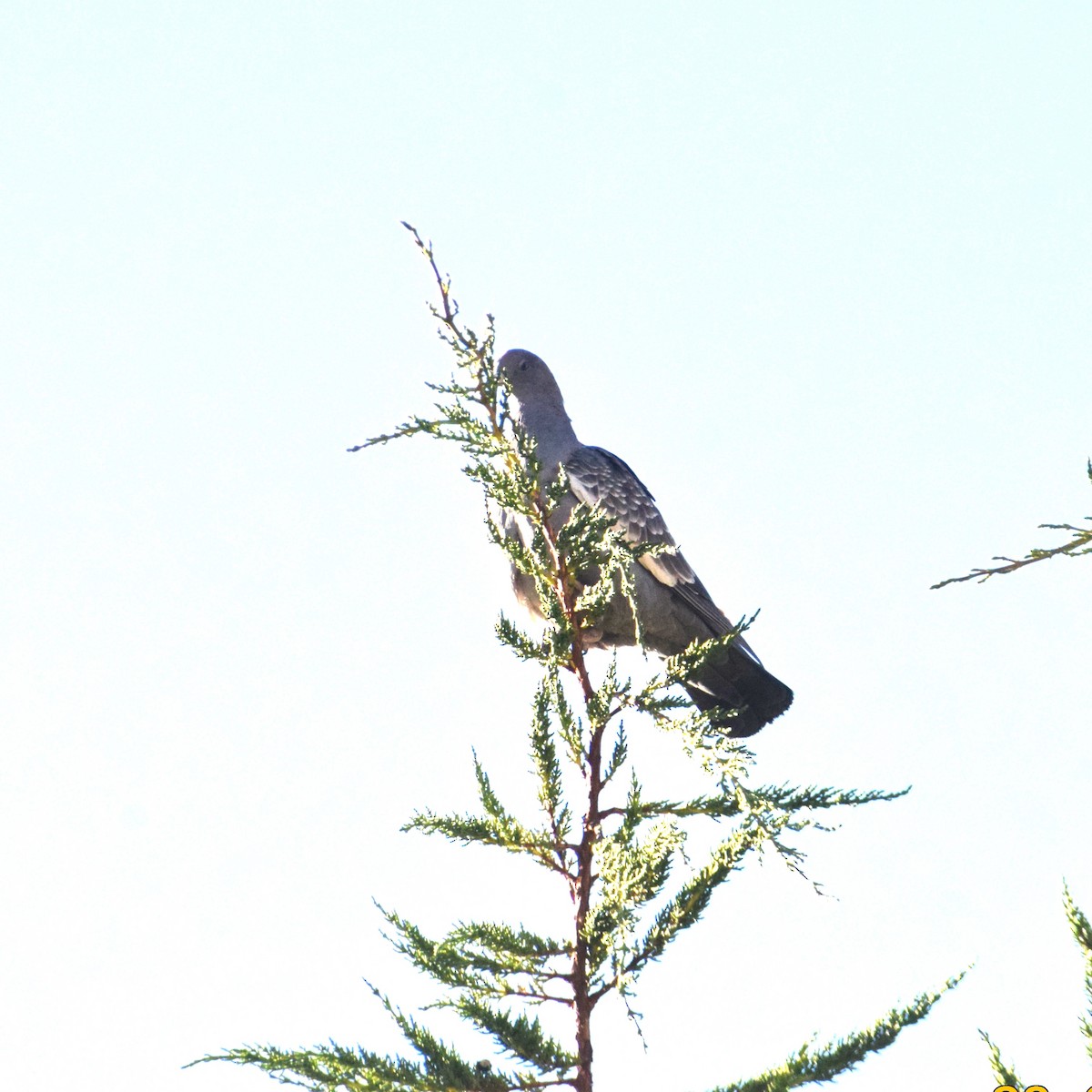 Spot-winged Pigeon - ML620738018