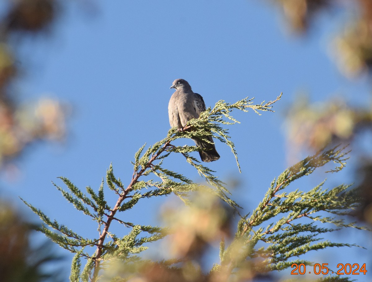 Spot-winged Pigeon - ML620738020