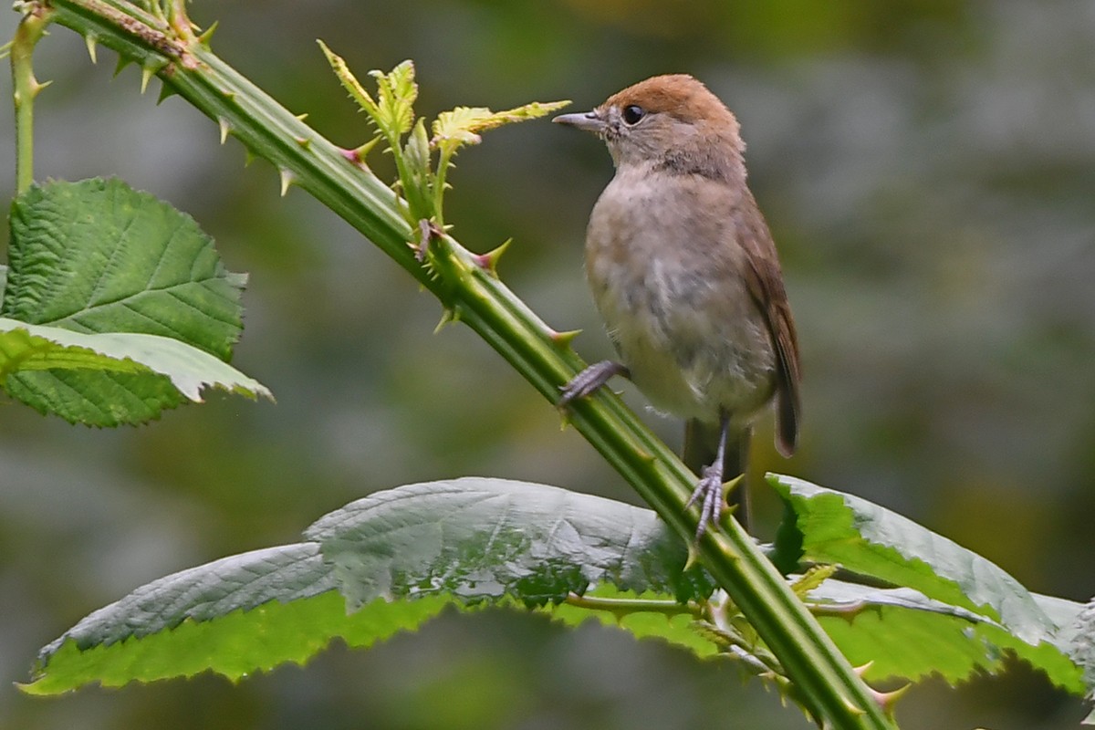 Eurasian Blackcap - ML620738021