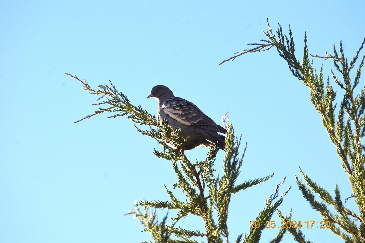 Spot-winged Pigeon - ML620738022