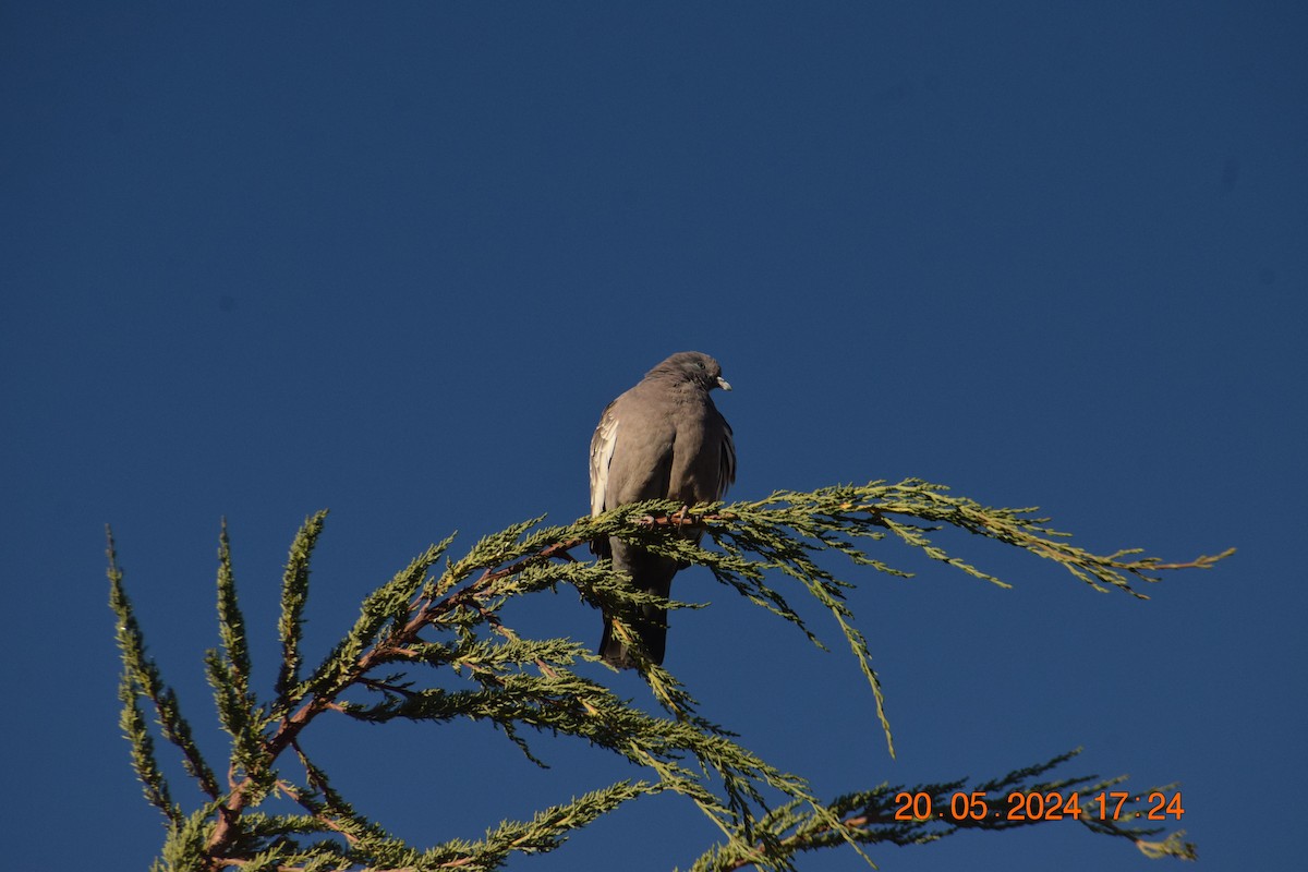 Spot-winged Pigeon - ML620738023