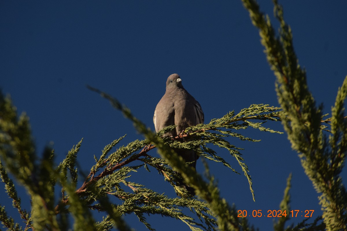 Spot-winged Pigeon - ML620738024