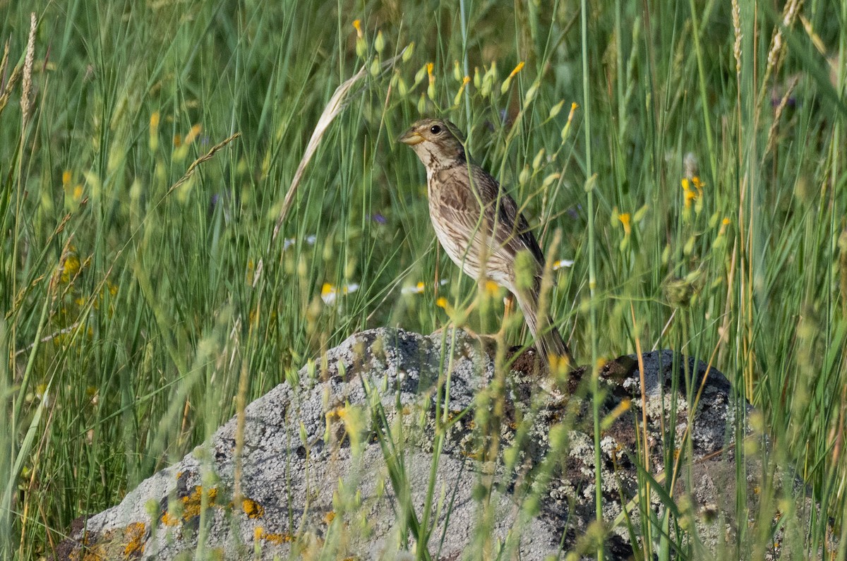 Corn Bunting - ML620738027