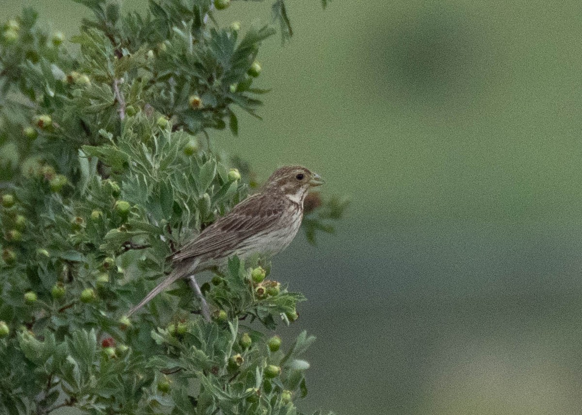 Corn Bunting - ML620738029