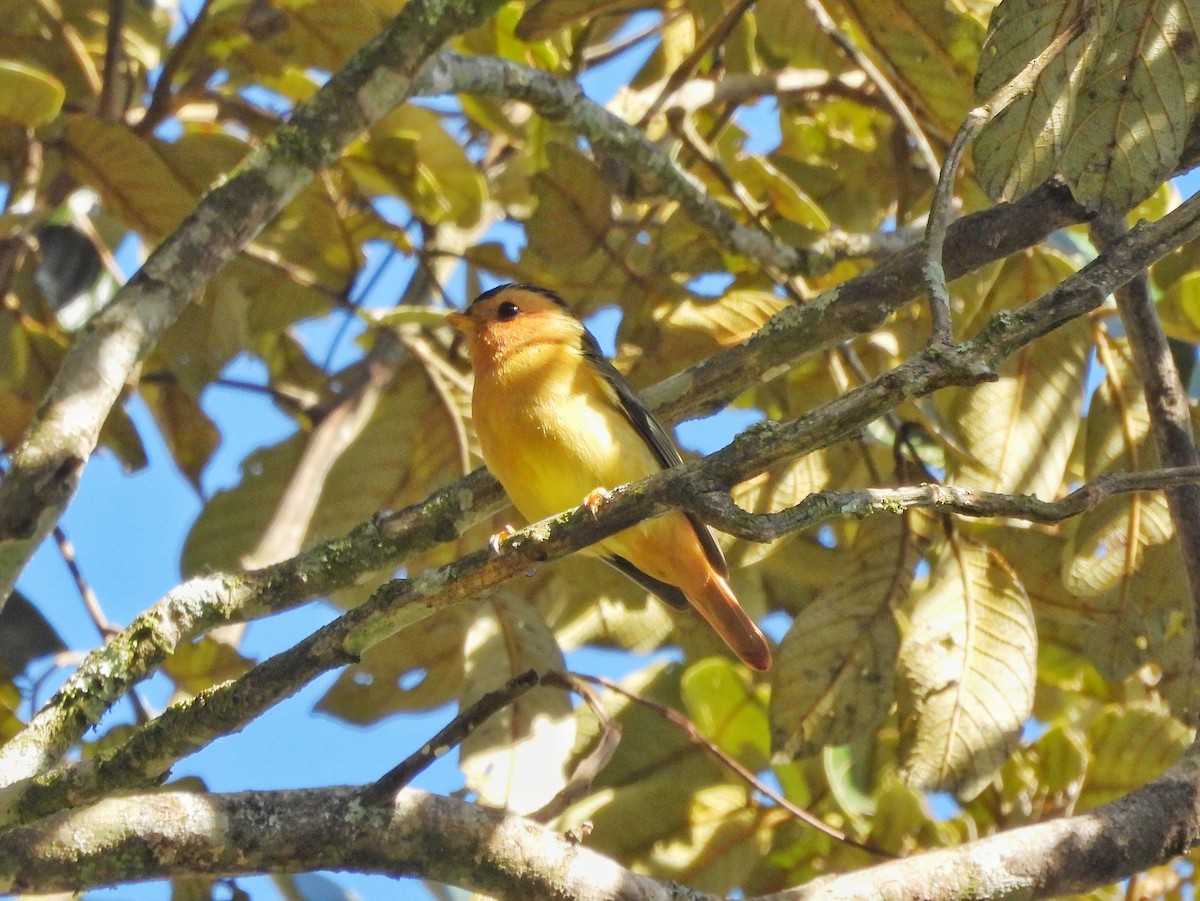 Black-capped Piprites - ML620738033