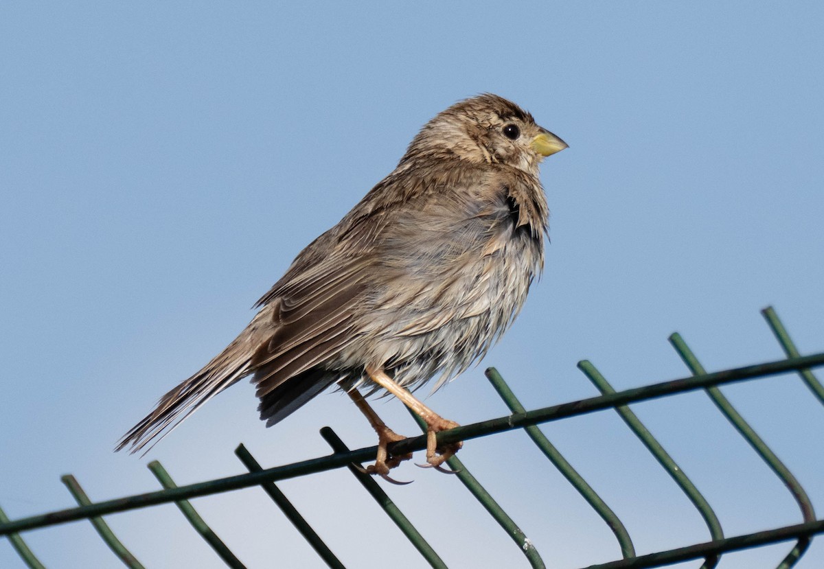 Corn Bunting - ML620738034