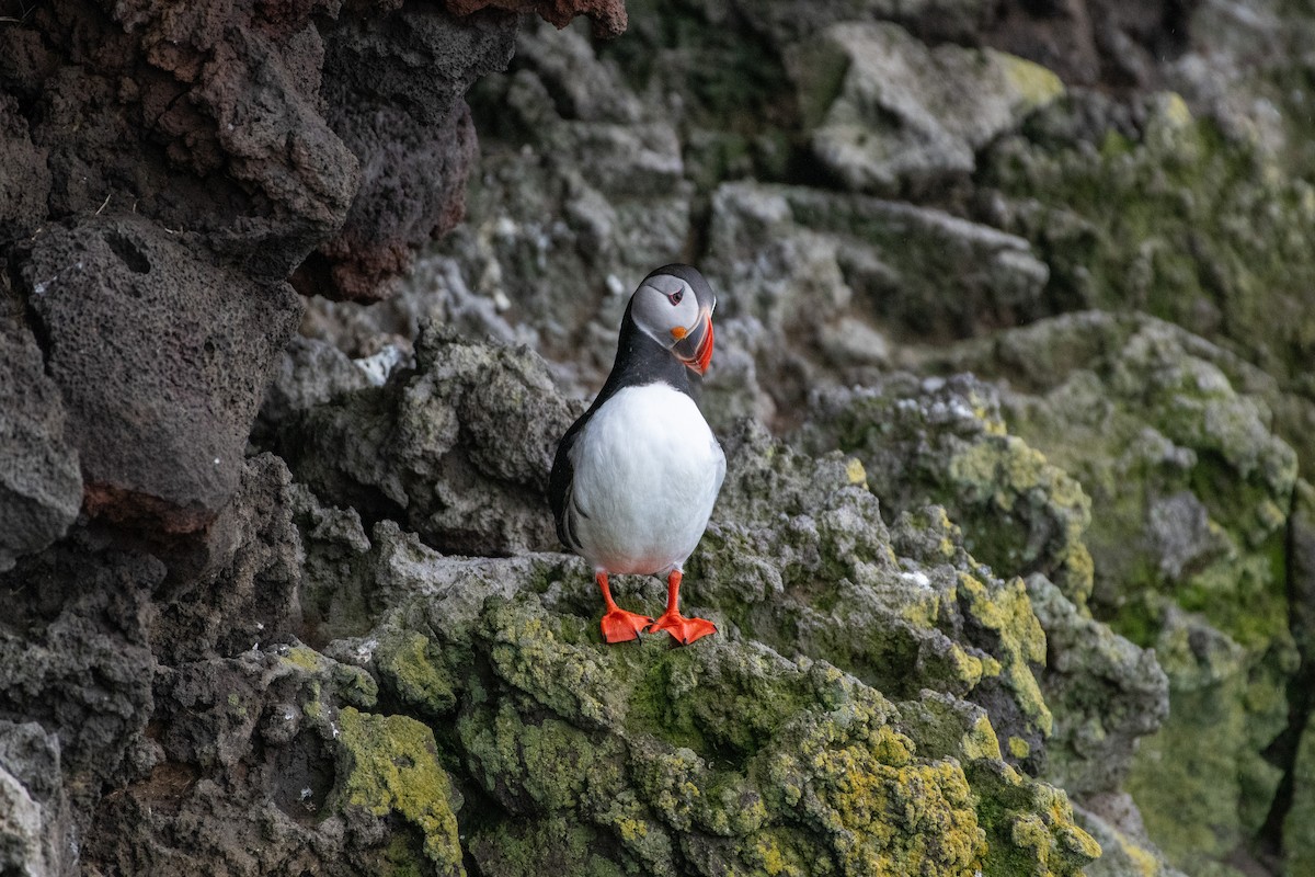 Atlantic Puffin - ML620738036