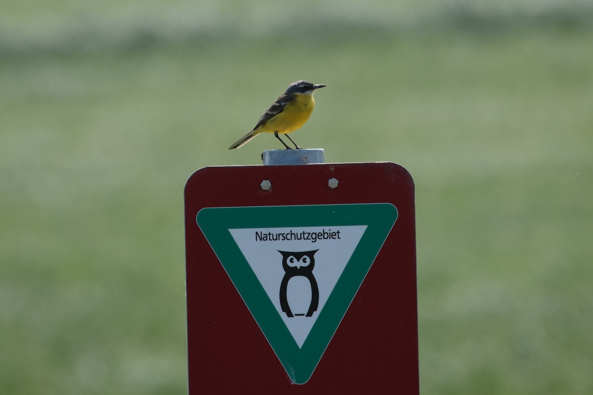 Western Yellow Wagtail - ML620738037