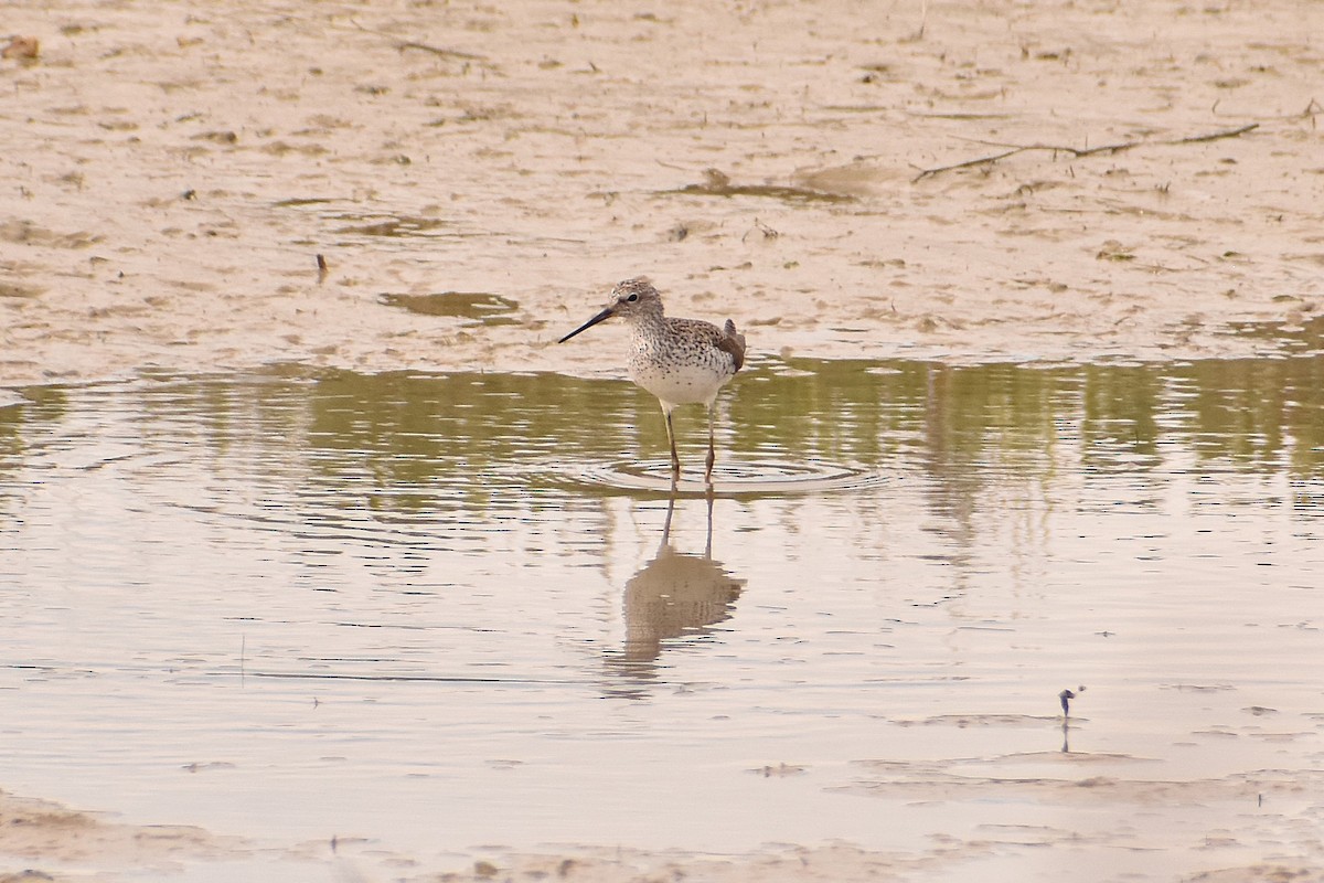 Marsh Sandpiper - ML620738043