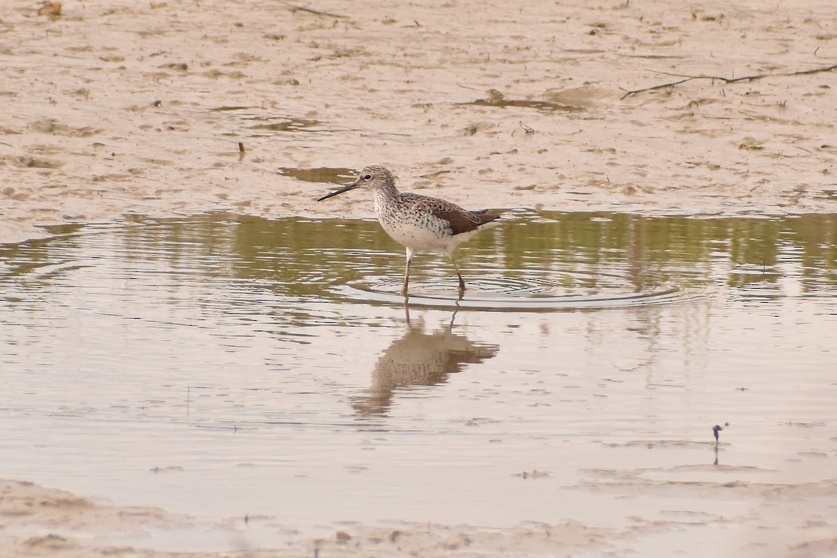 Marsh Sandpiper - ML620738044