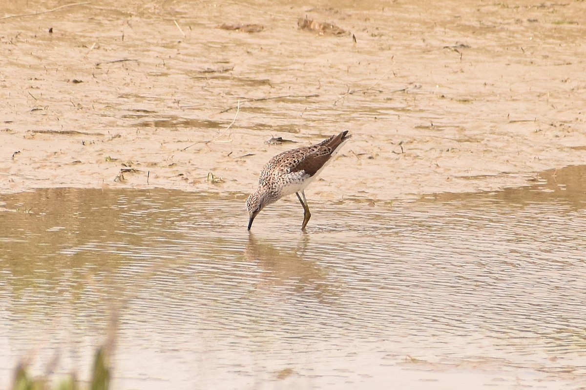 Marsh Sandpiper - ML620738045