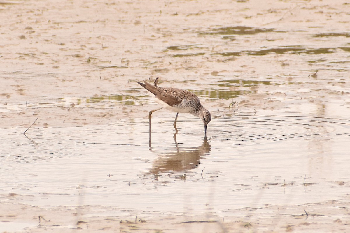 Marsh Sandpiper - ML620738046