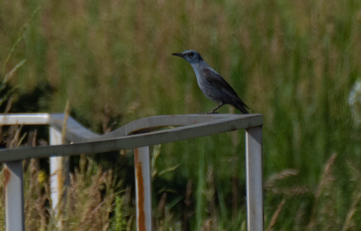 Blue Rock-Thrush - ML620738047