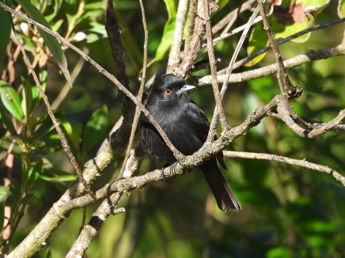 Blue-billed Black-Tyrant - ML620738048