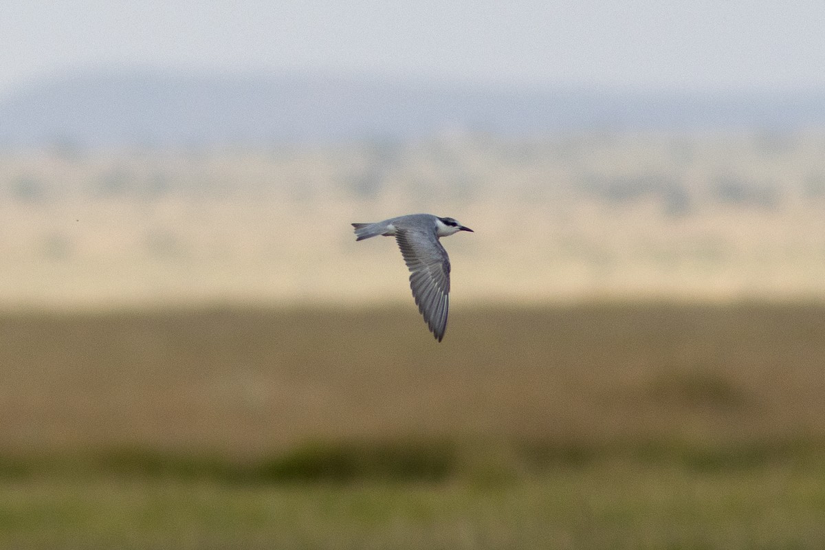 Whiskered Tern - ML620738049