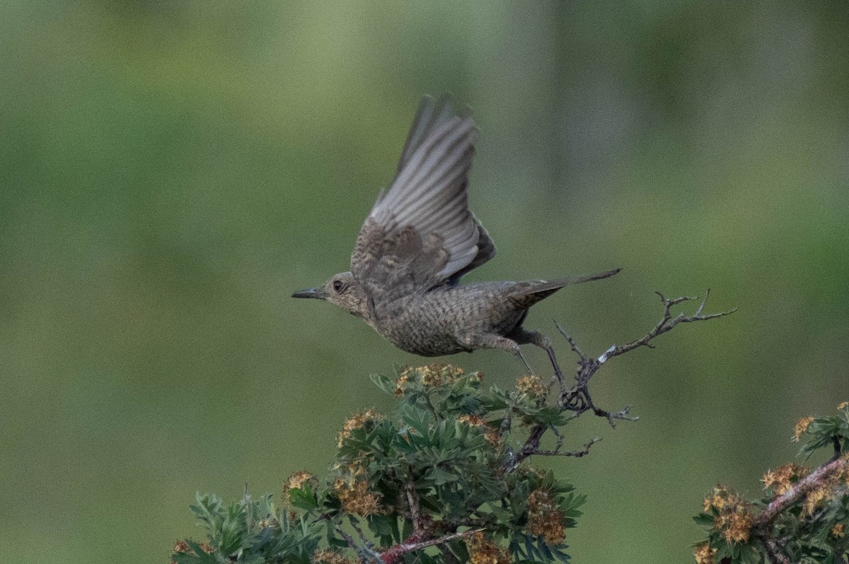 Blue Rock-Thrush - ML620738051