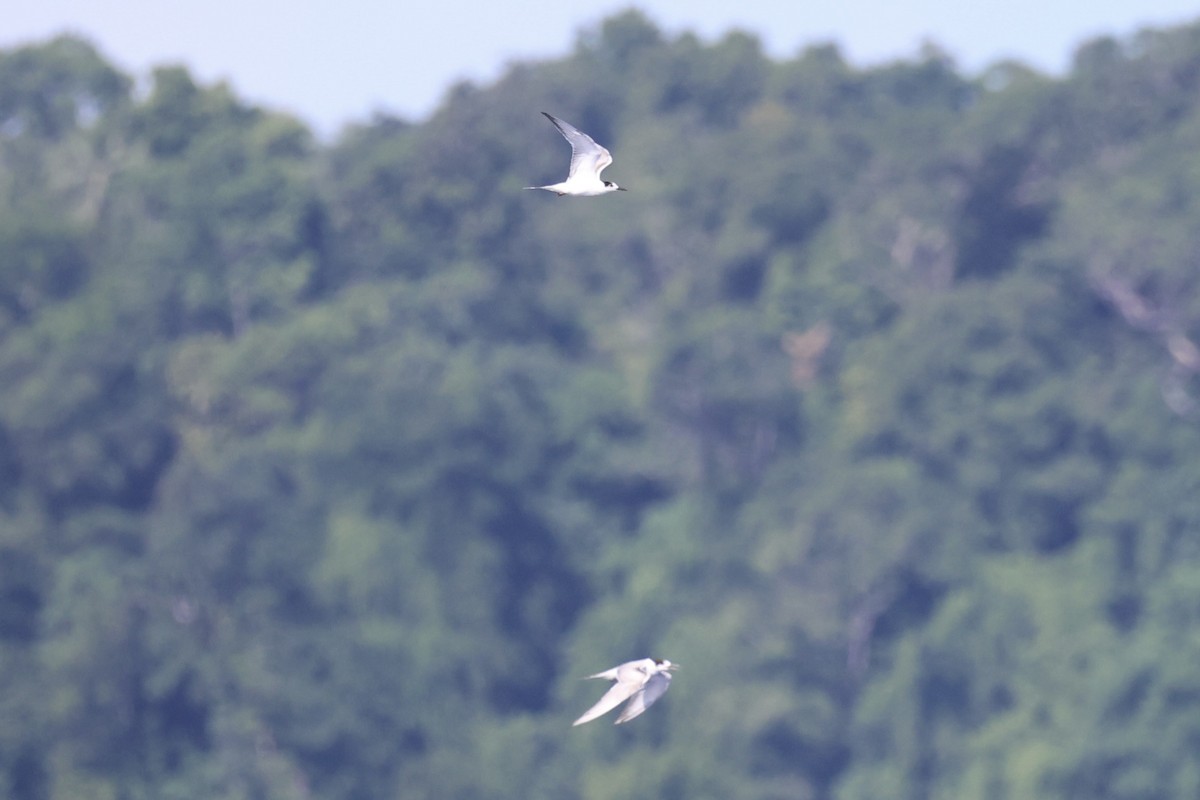 Common Tern - ML620738053