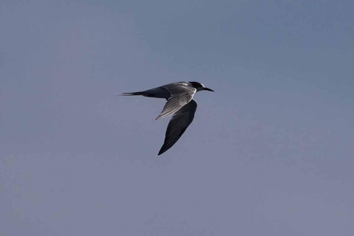 Common Tern - ML620738056