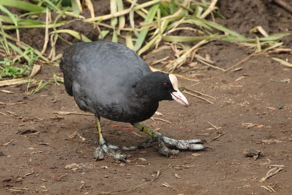 Eurasian Coot - ML620738058