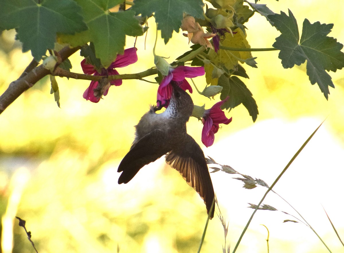 Colibrí Puneño - ML620738059