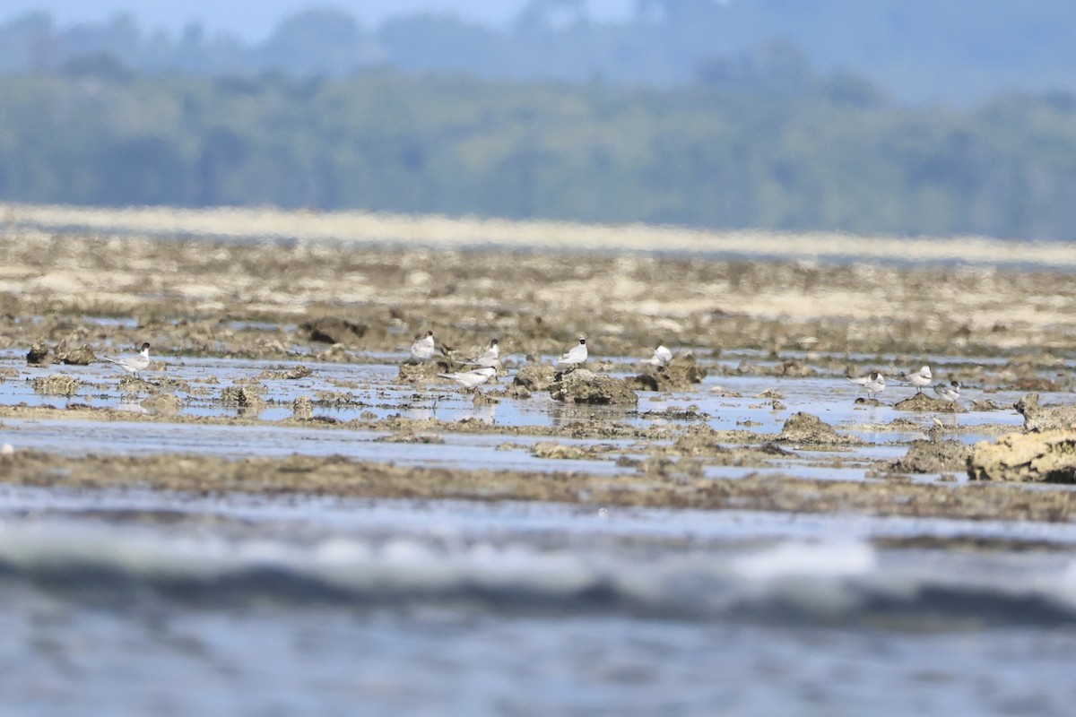 Black-naped Tern - ML620738062