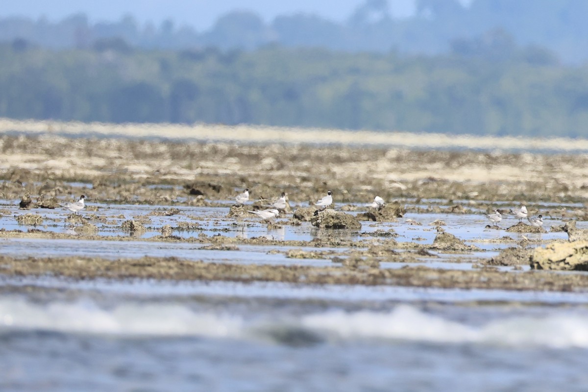 Black-naped Tern - Andrew William