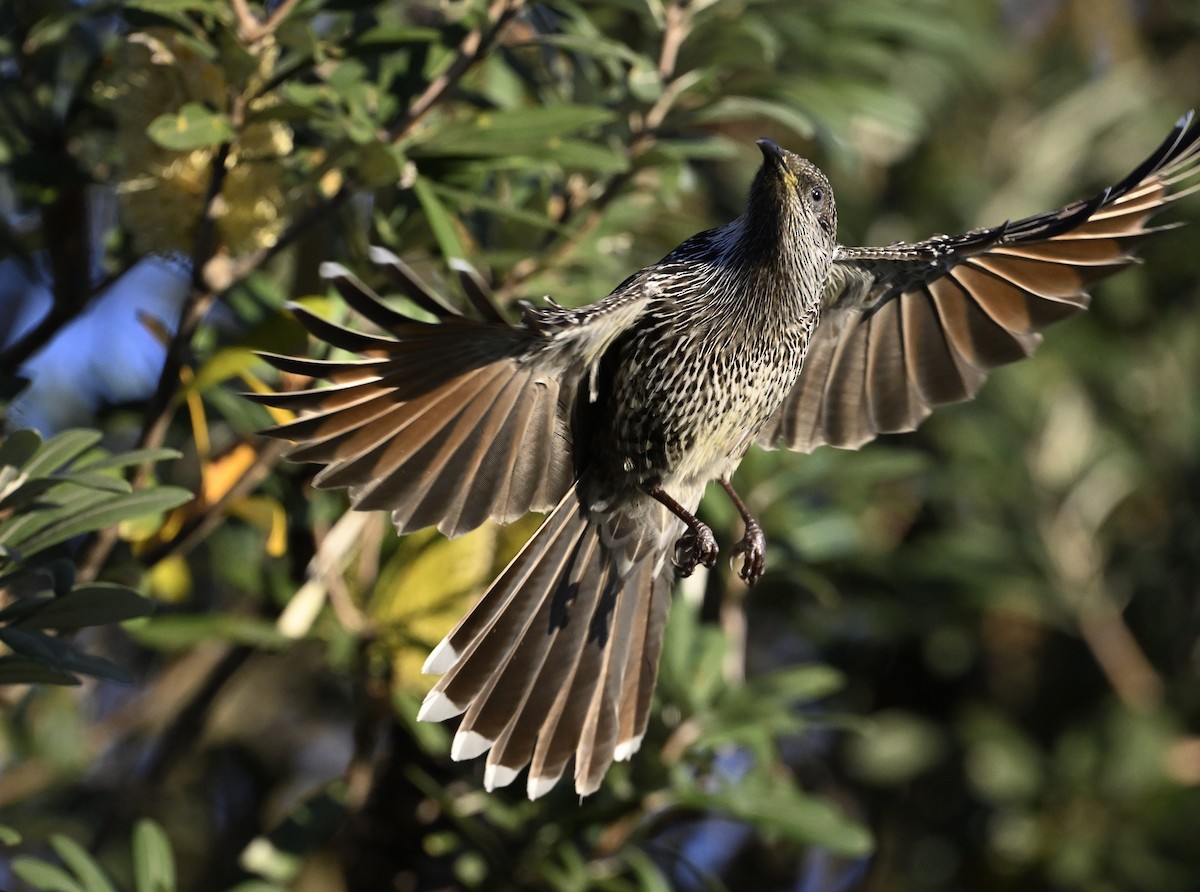 Little Wattlebird - ML620738065