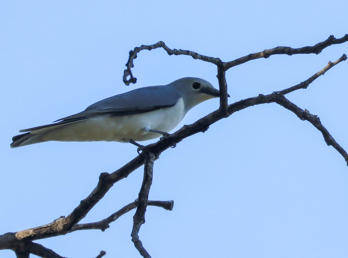 White-breasted Cuckooshrike - ML620738066