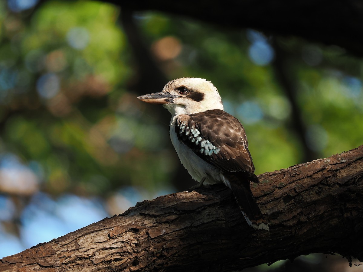 Laughing Kookaburra - ML620738068