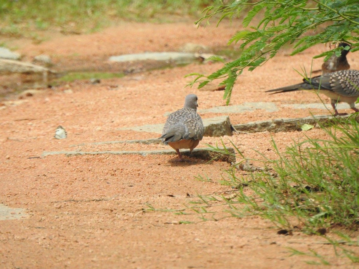 Spotted Dove - ML620738070