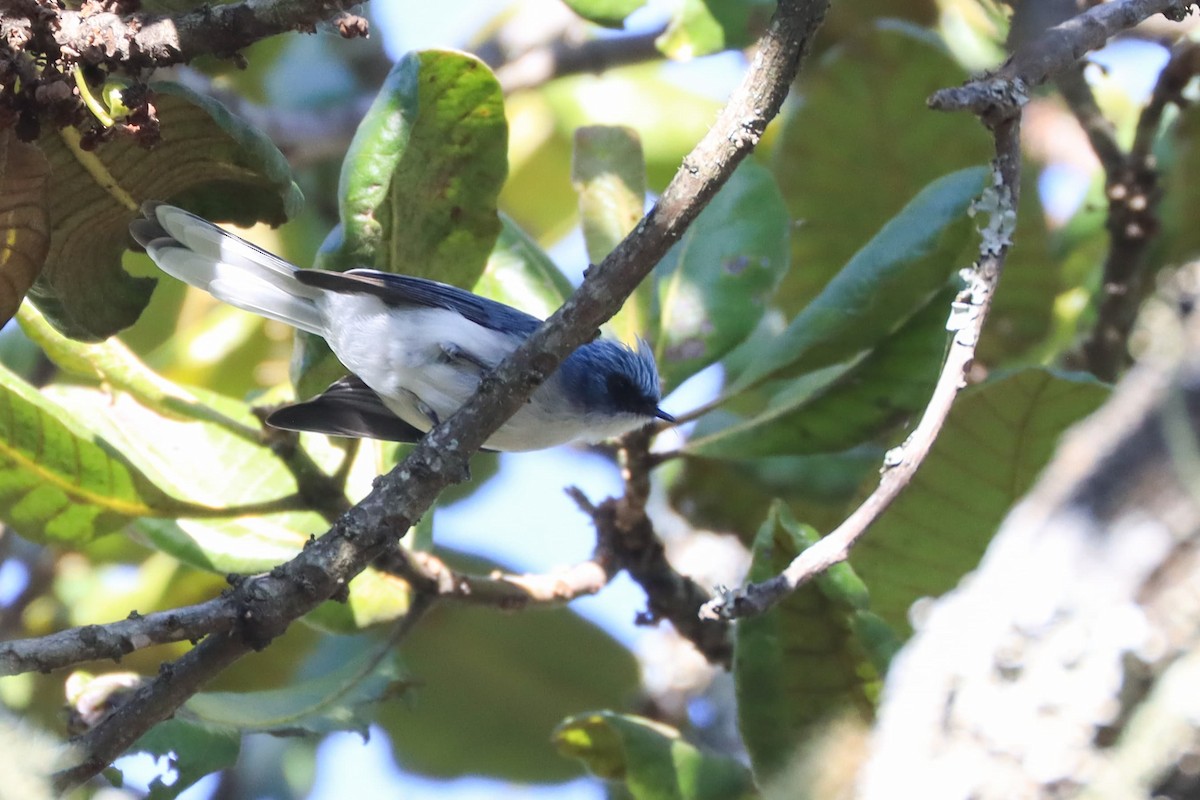 White-tailed Blue Flycatcher - ML620738073