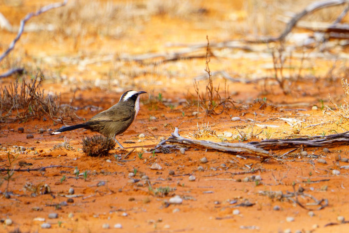 Hall's Babbler - ML620738074