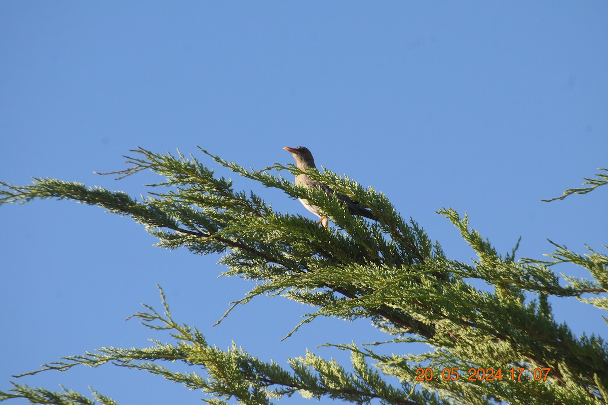 Chiguanco Thrush - ML620738076