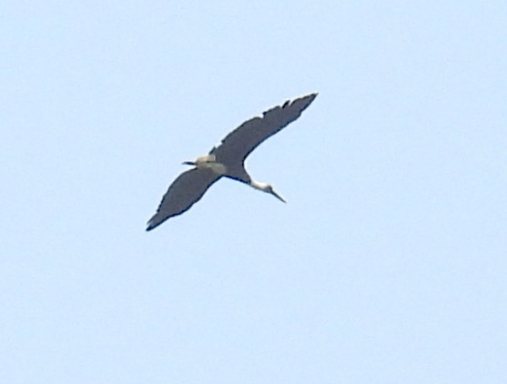 African Woolly-necked Stork - bob butler