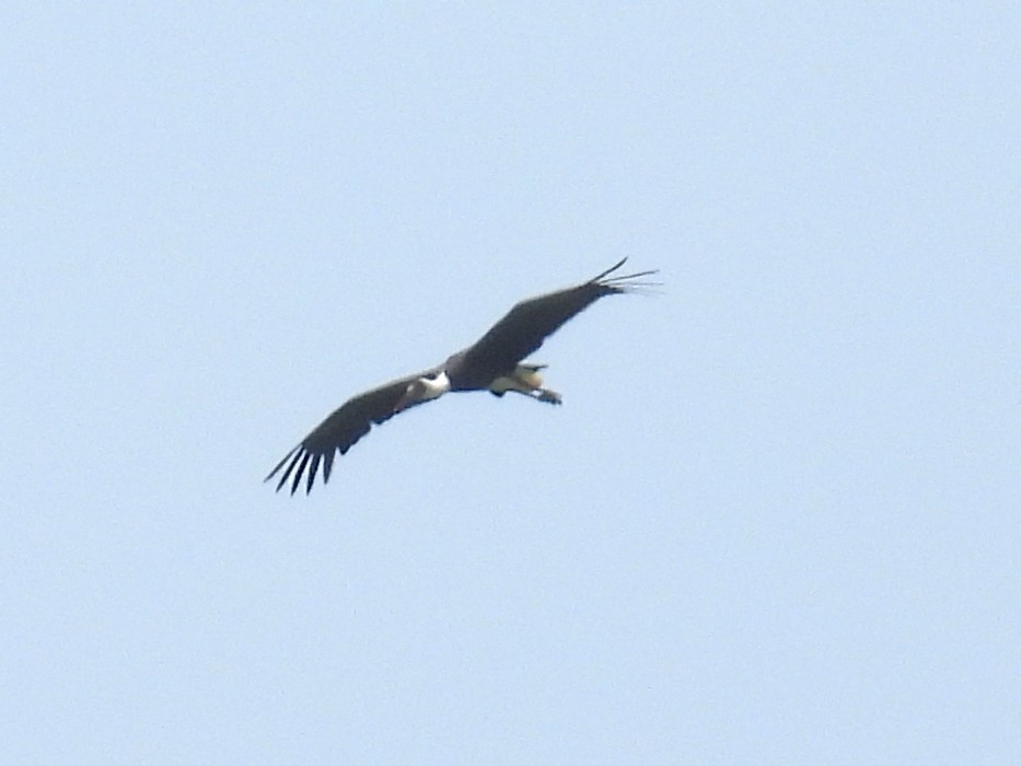 African Woolly-necked Stork - ML620738078