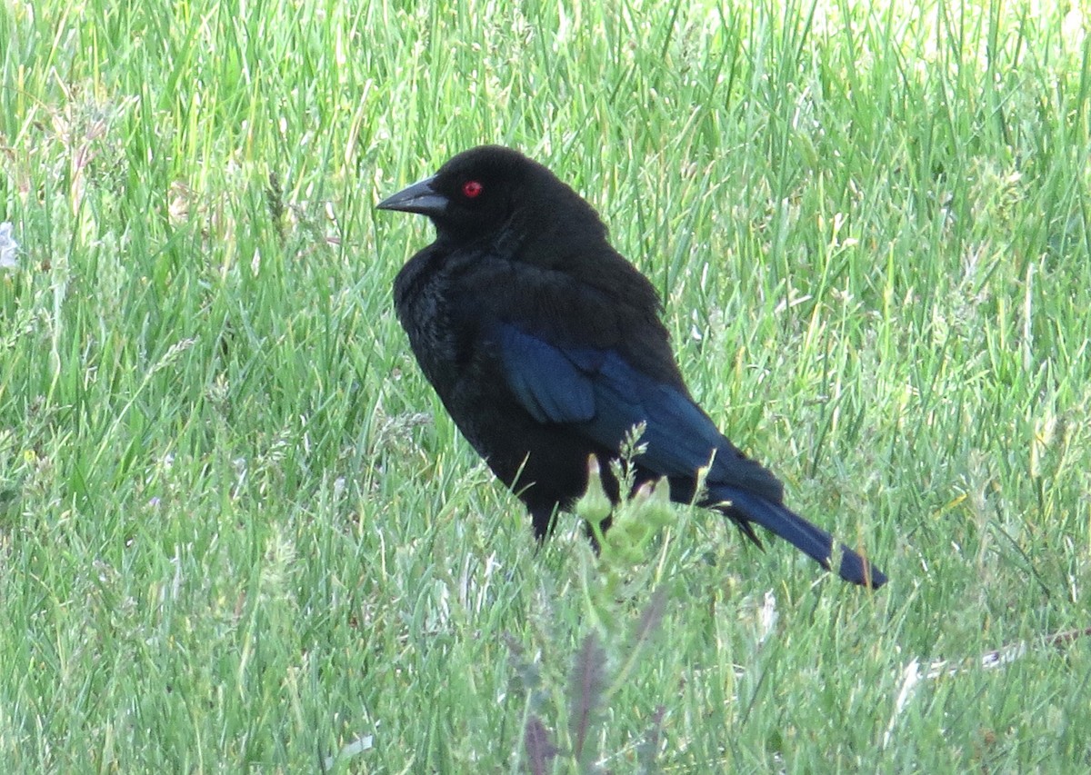 Bronzed Cowbird - ML620738079